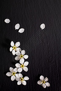 食物或任何产品在黑板石上带有复制面积的白梨花的背景春季和夏季节图片