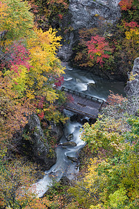 秋天鸣子峡的五彩树图片