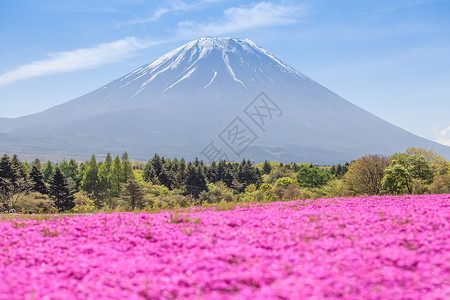 秋天的粉红花田和富士山图片