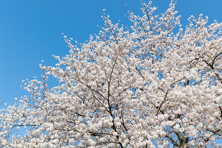 樱花盛开的树枝特写图片