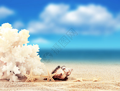 沙滩上有珊瑚贝壳和海星的风景夏图片