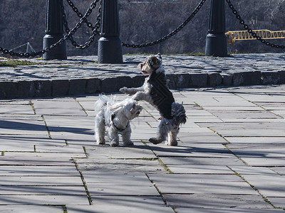 公园里两只跳舞的梗犬图片