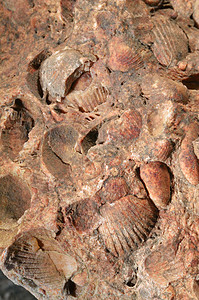 石灰岩与软体动物化石史前灭绝动物在石头上的特写顶视图背景岩石上的图片
