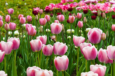 春天的花朵郁金香粉红色粉红色的郁金香图片