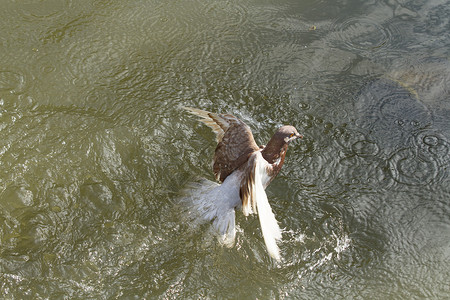 鸽子掉进河里被图片