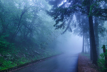 山林中的湿柏油路雨雾天景观图片