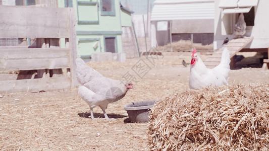 城市农场的自由放养鸡图片