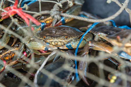供在海鲜市场或泰国街头食品销售的新鲜生海蟹图片