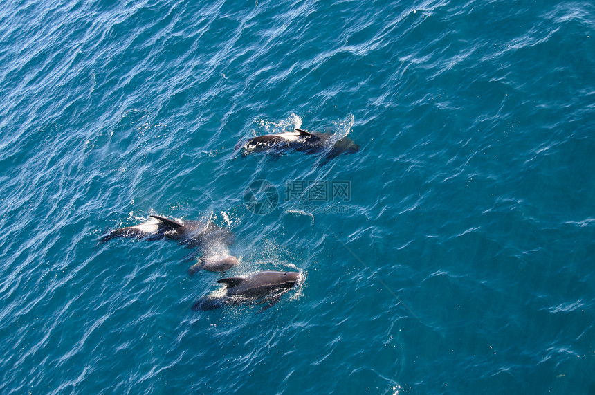 在乌斯怀亚岛和福克兰群岛之间与长鳍领航鲸碰头20图片