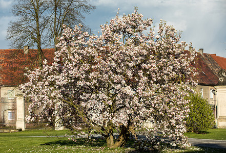 花园里四月盛开的玉兰树图片