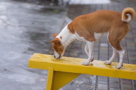 巴森吉狗站在湿长凳上在冬季舔水滴图片