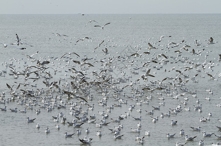 一群海鸥在海边飞翔图片