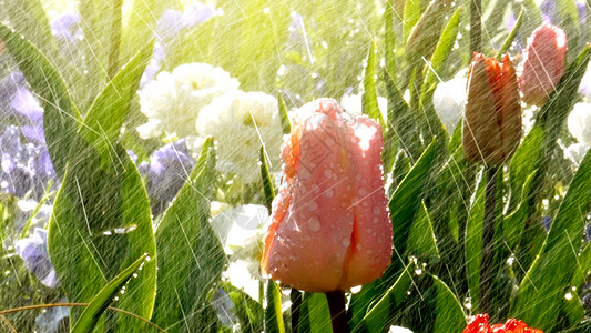 春公园景象在豪华花园的美丽的郁金香上下雨图片