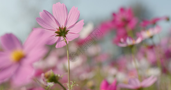 粉色和白色的波斯菊花园图片