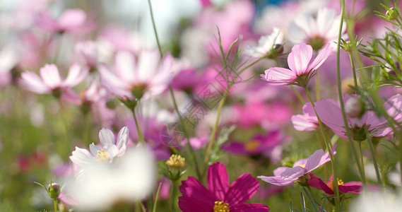 粉红与白波斯菊花卉农场图片