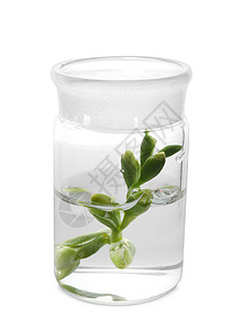 白色背景上带植物的玻璃烧瓶图片