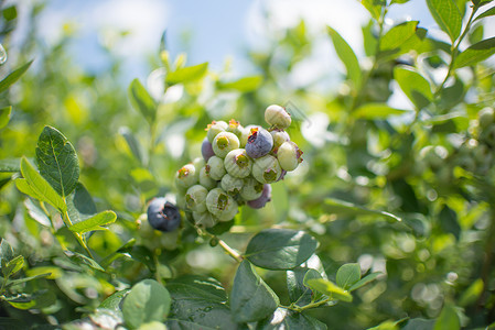 绿色和成熟的蓝莓田地农场上树枝图片