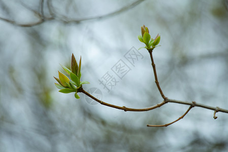 第一个春天温柔的叶子芽和树图片