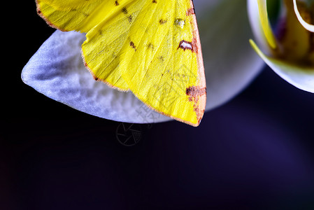 白色兰花瓣上躺着黄蝴蝶翅膀的细图片
