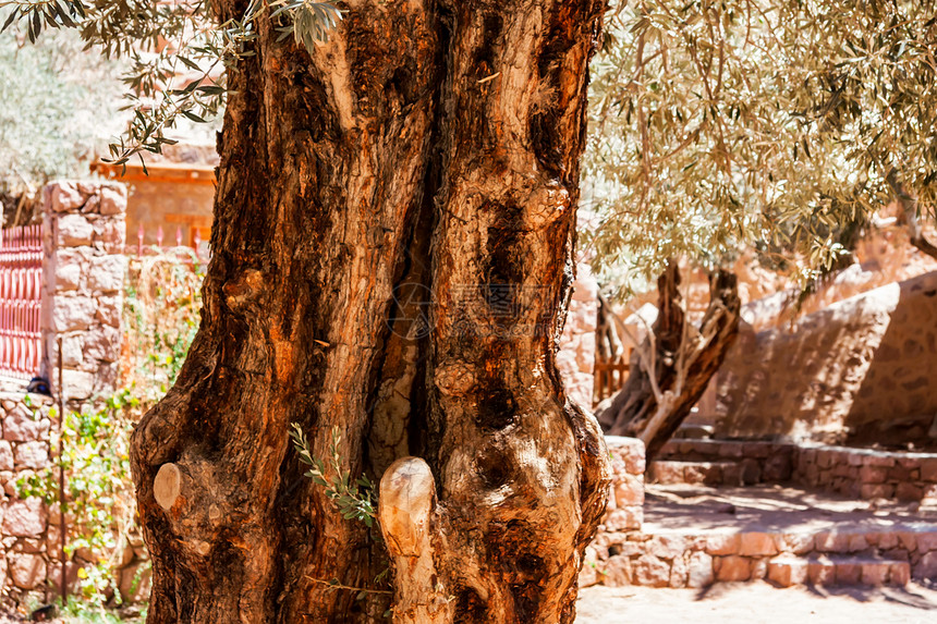 埃及西奈圣凯瑟琳修道院的橄榄树附近图片