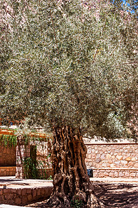 埃及西奈圣凯瑟琳修道院的橄榄树附近图片