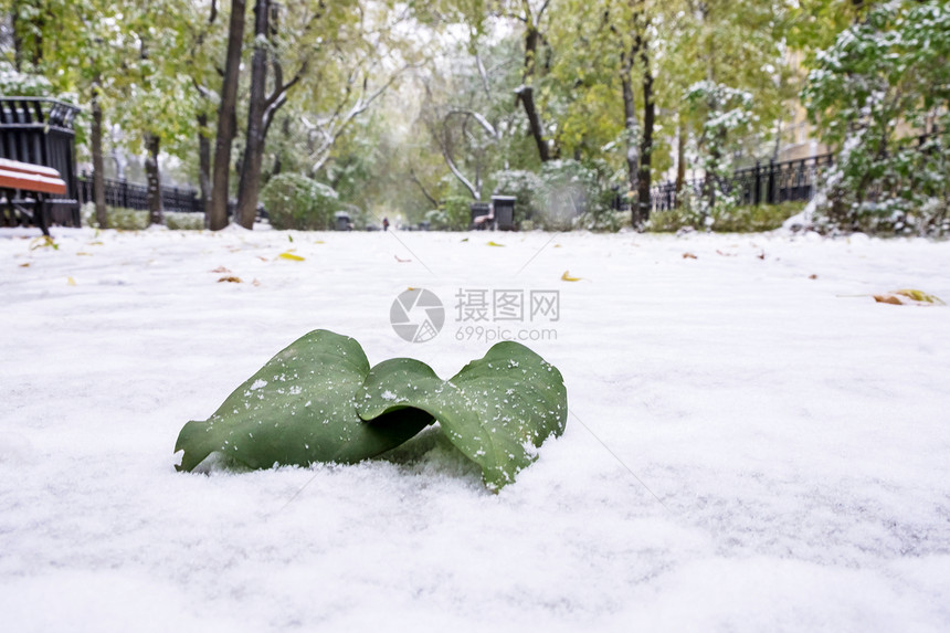 初雪绿叶上大城市人行道上初雪立冬图片