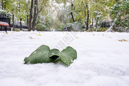 初雪绿叶上大城市人行道上初雪立冬图片