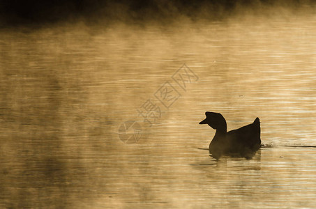 晨雾中静游弋的鹅剪影图片