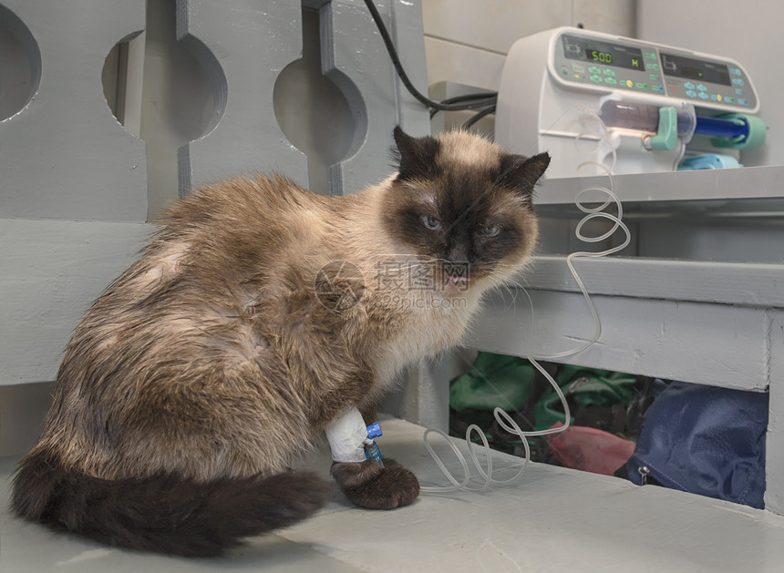 生病的暹罗猫坐在一个兽医诊所里和一个撒图片