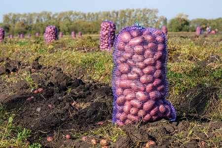 一袋土豆的黑土地是农村的秋收和阳光明媚的秋日图片