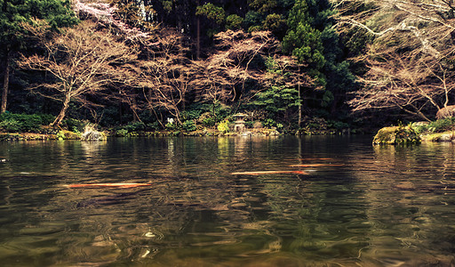 池塘里有日本花图片