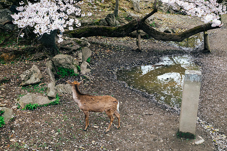 日本奈良鹿园的樱花鹿图片