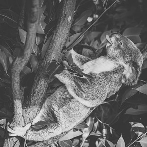 在白天休息的一棵树上可爱的澳大利背景图片