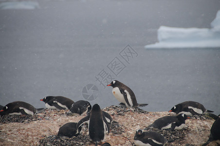 在南极半岛海岸外的卡弗维尔岛为生存而奋斗的企鹅们正在图片