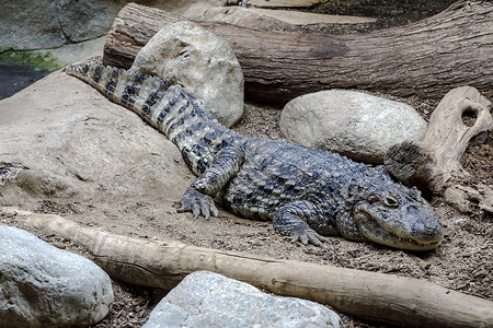 Crocodiles是大型水生爬行动物图片
