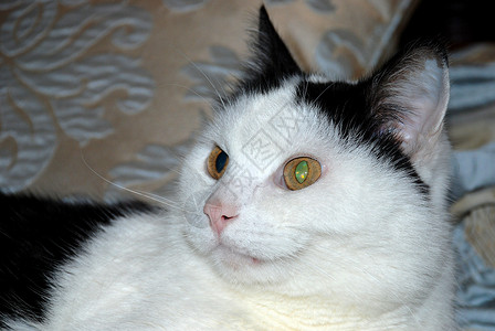 一只发光的眼睛躺着黑白猫图片