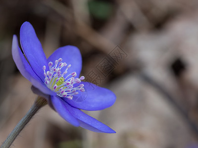 早春开花的肝花肝叶特写图片