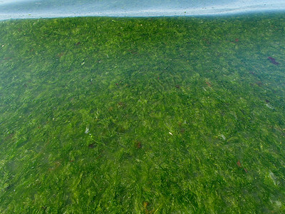 绿色海藻潮汐过度生长背景图片