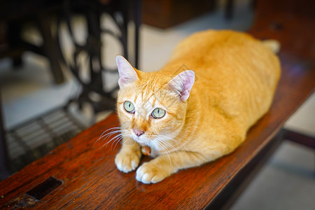 一只长橙色的胖猫坐在一个木制老椅子上图片