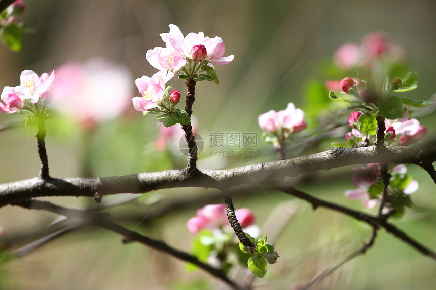 春天开花的果园分枝盛开的果园树和风信子花春天背景阳光下的春天果园春天的花田背景花卉图图片