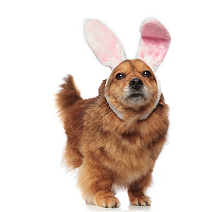 长着粉红兔子耳朵的可爱而兴奋的棕色梅蒂斯狗在站白色图片