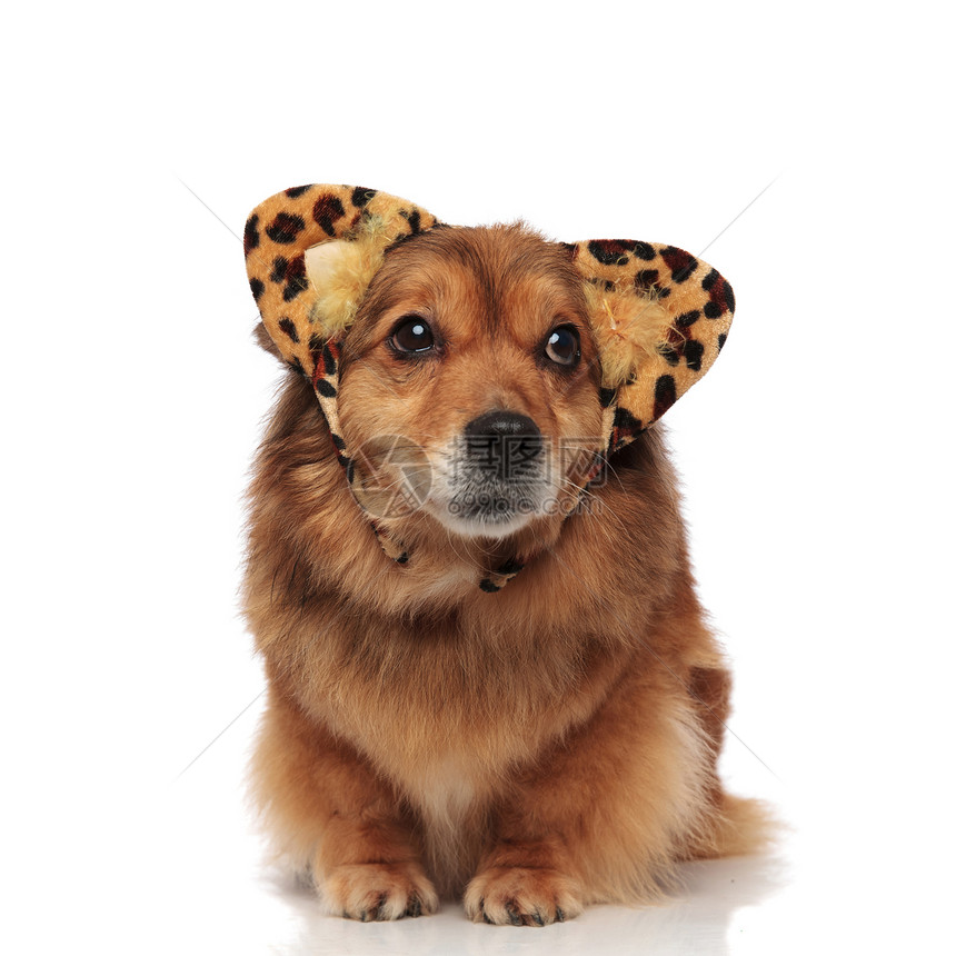 棕色鲜美的梅蒂斯狗图片