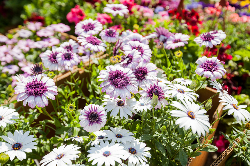 花园花卉和植物春季装饰五颜六色的花朵图片