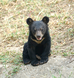 年轻的小黑熊我们图片