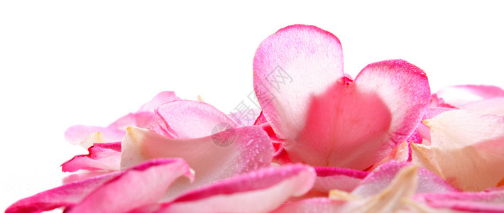 粉红玫瑰花瓣和心形花瓣Valent背景图片