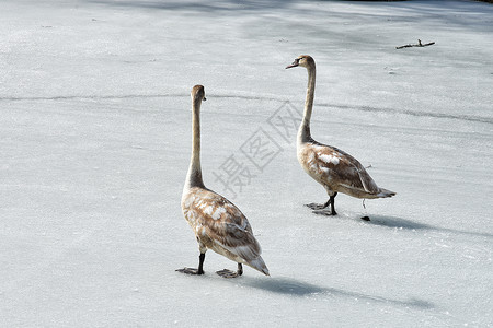 两只年轻的天鹅在春初在冰上行走图片