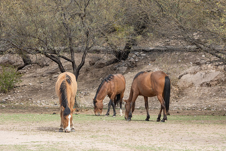 亚利桑那沙漠盐河附近的野马图片