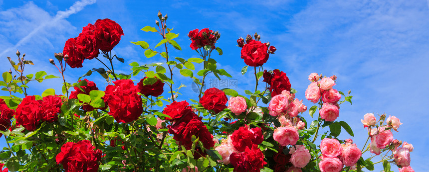 红色和粉红色的玫瑰作为自然和假日背景蓝的天空背景图片