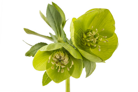 盛开的新鲜绿色藜芦图片