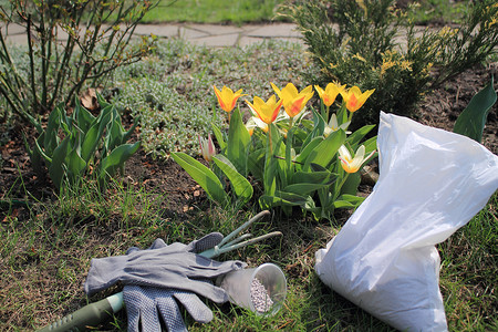 开膛手工具矿物颗粒肥料和手套在花朵郁金香附近的花园里图片